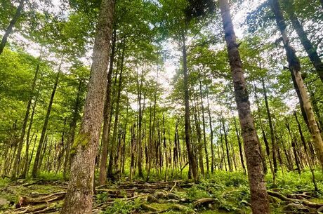 ELEVİT YAYLA TURU